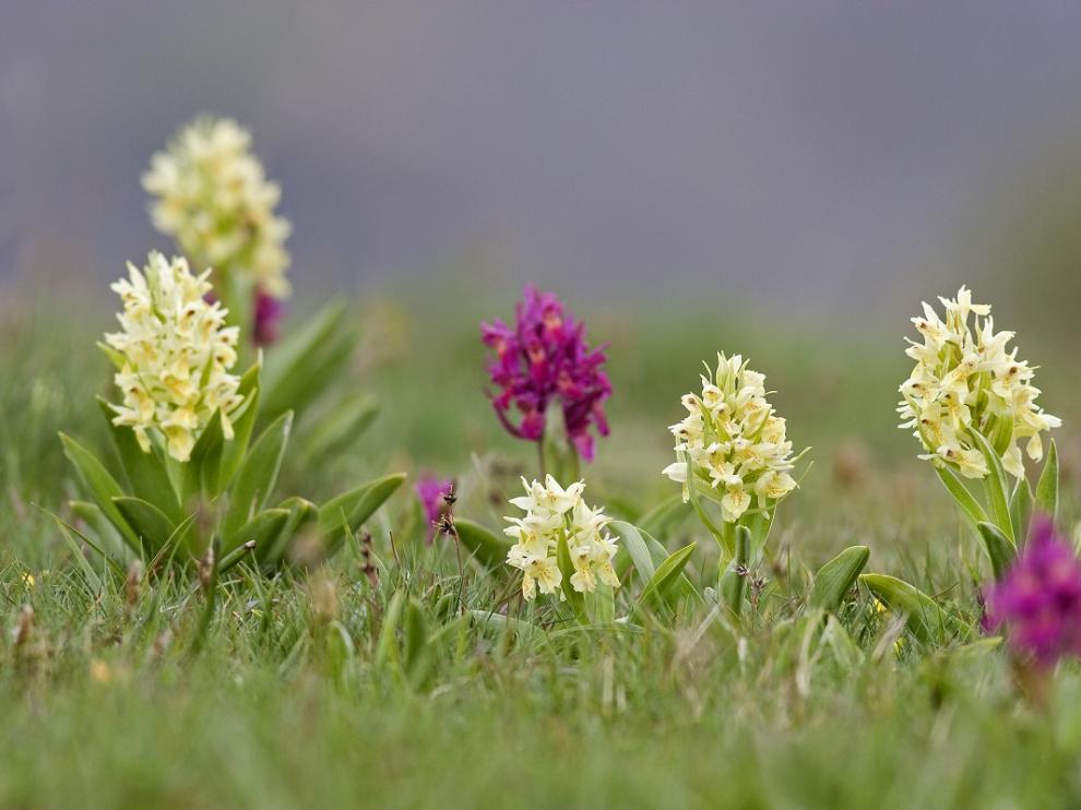 Dactylorhiza sambucina de la muestra Vivir en las alturas: Flora del Pirineo.