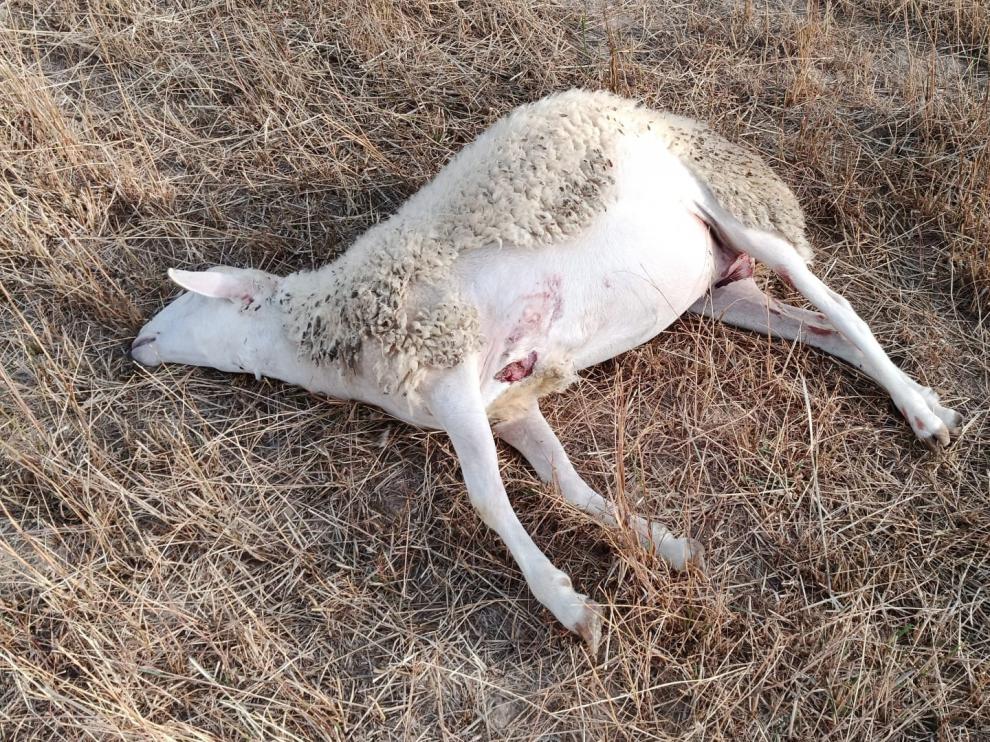 Una de las ovejas atacadas por el lobo en Arrés