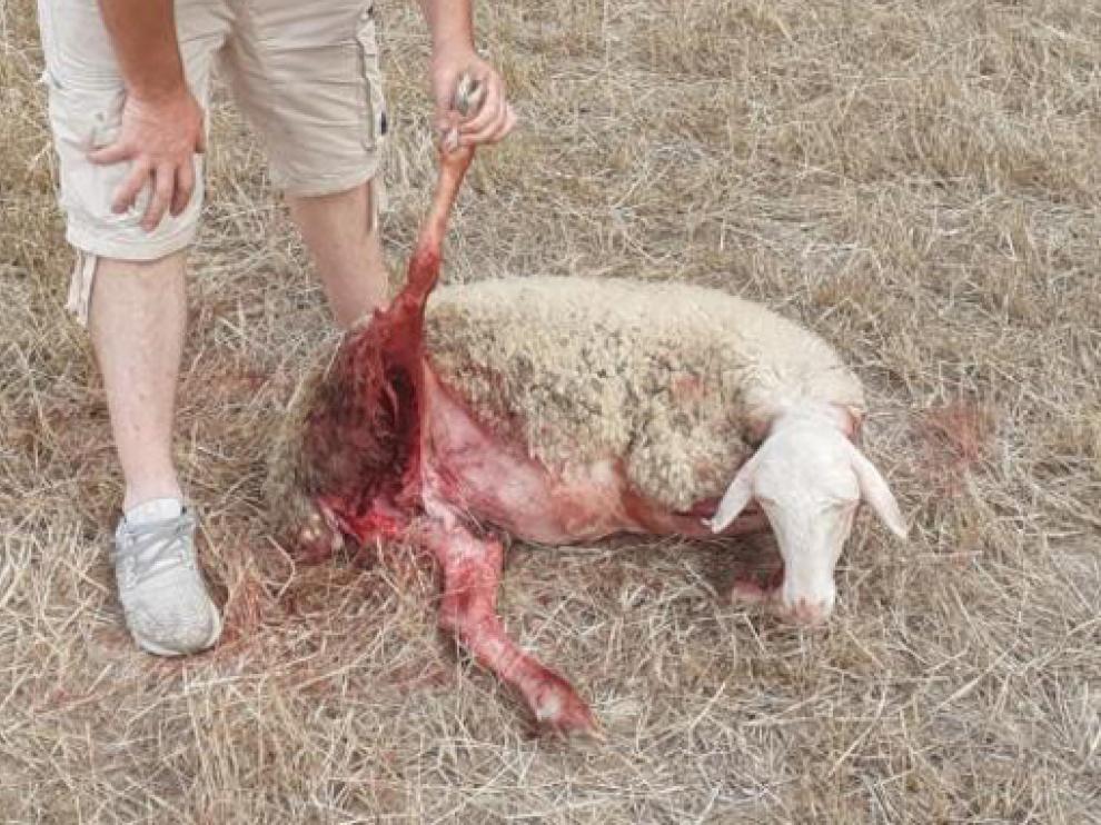 Este domingo y martes se produjeron sendos ataques de lobo en Arrés