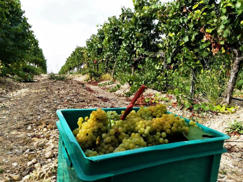 Uvas recogidas durante la vendimia de este 2021