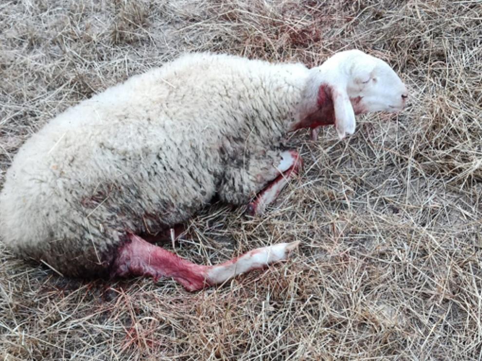 Una de las ovejas muertas en los recientes ataques registrados en Arrés.