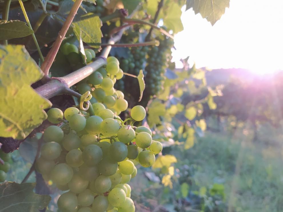 Una de las vides de Bodega Pirineos lista para su recogida en la vendimia de este año.