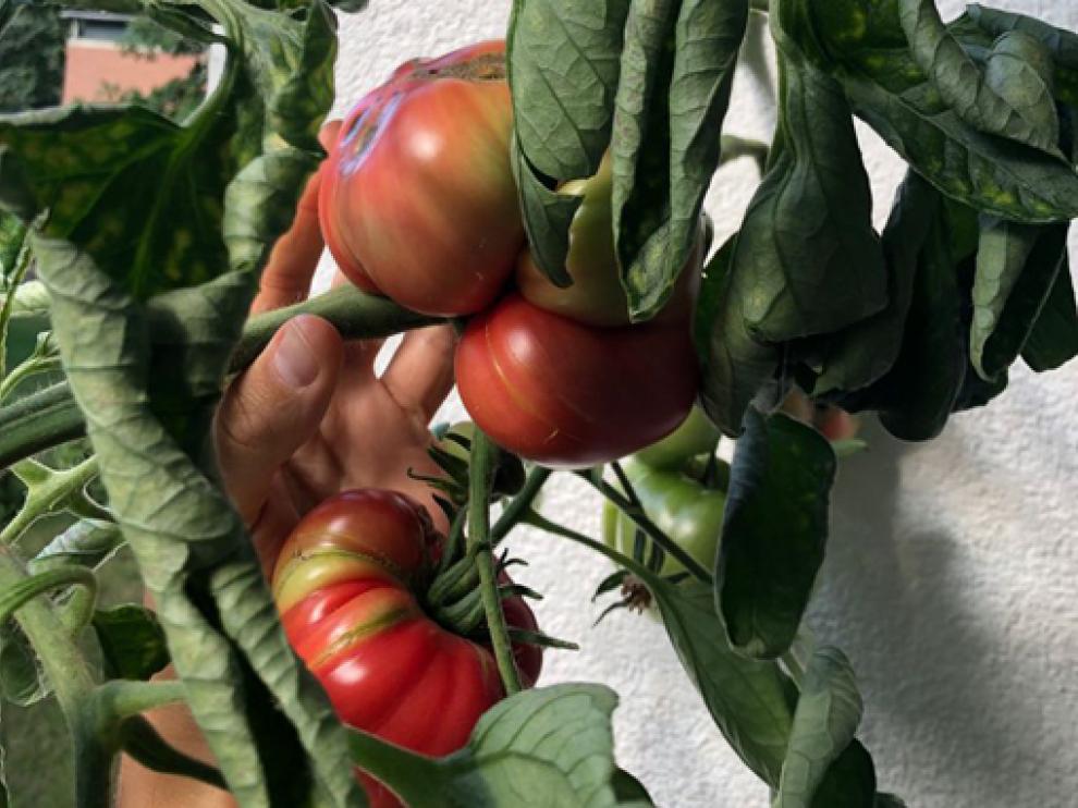 Tomates que Guillermo Abón ha cultivado en su casa de Hamburgo.