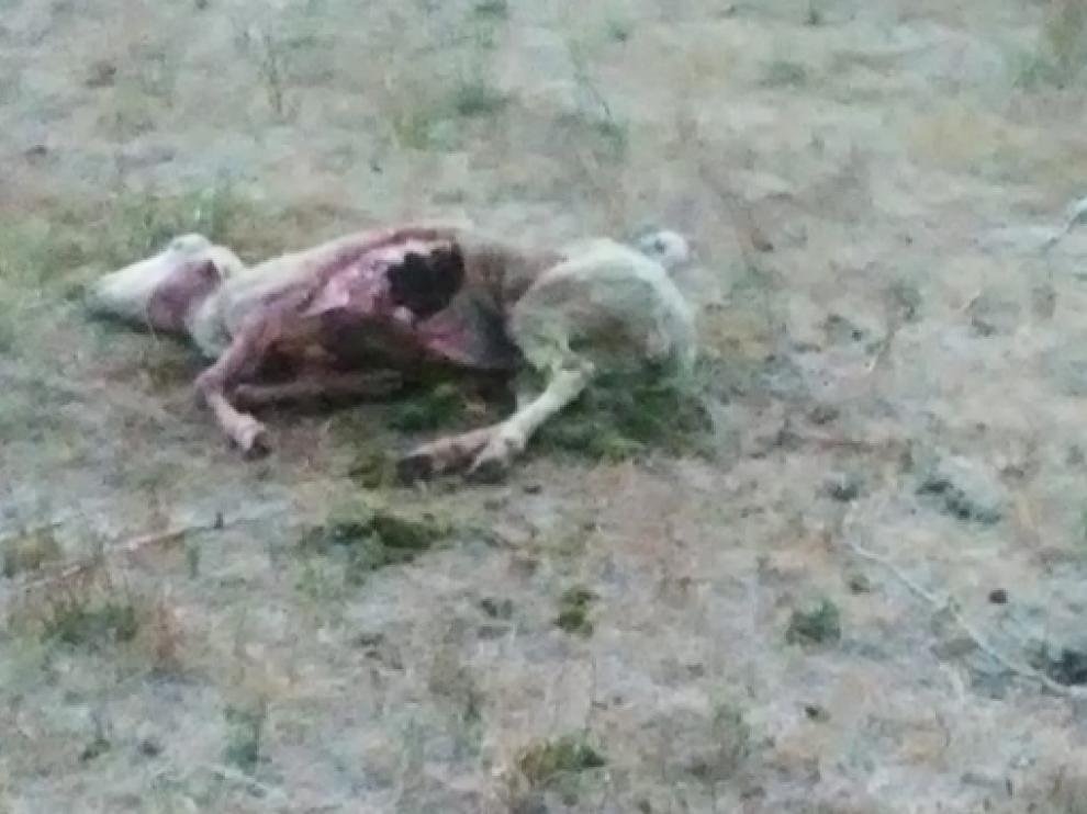 Una oveja muerta en un nuevo ataque en la noche de este martes en Sinués