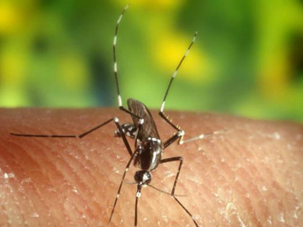 Mosquito transmisor del virus del Nilo