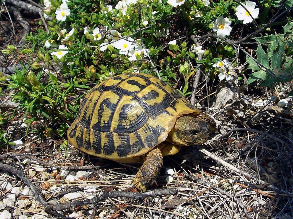 Tortuga mediterránea.