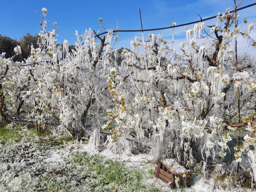 Helada registrada el pasado mes de marzo en fincas de frutales del Bajo Cinca