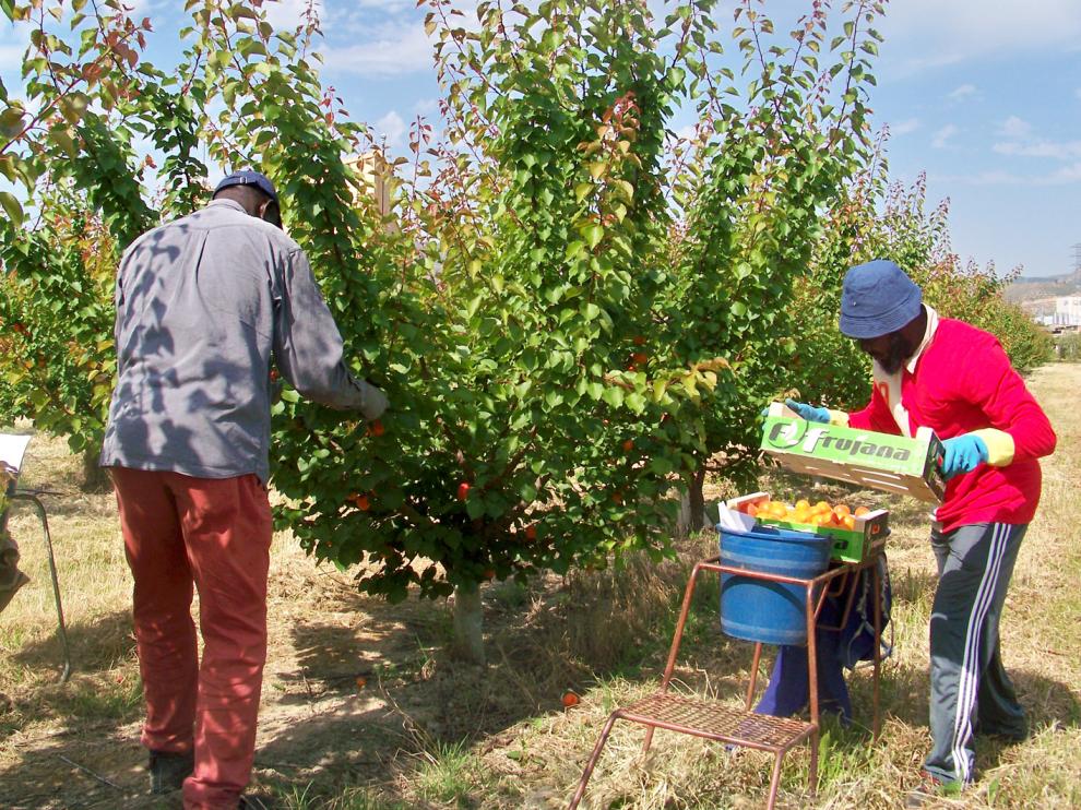Trabajadores en un campo del Bajo Cinca durante la campaña del 2020