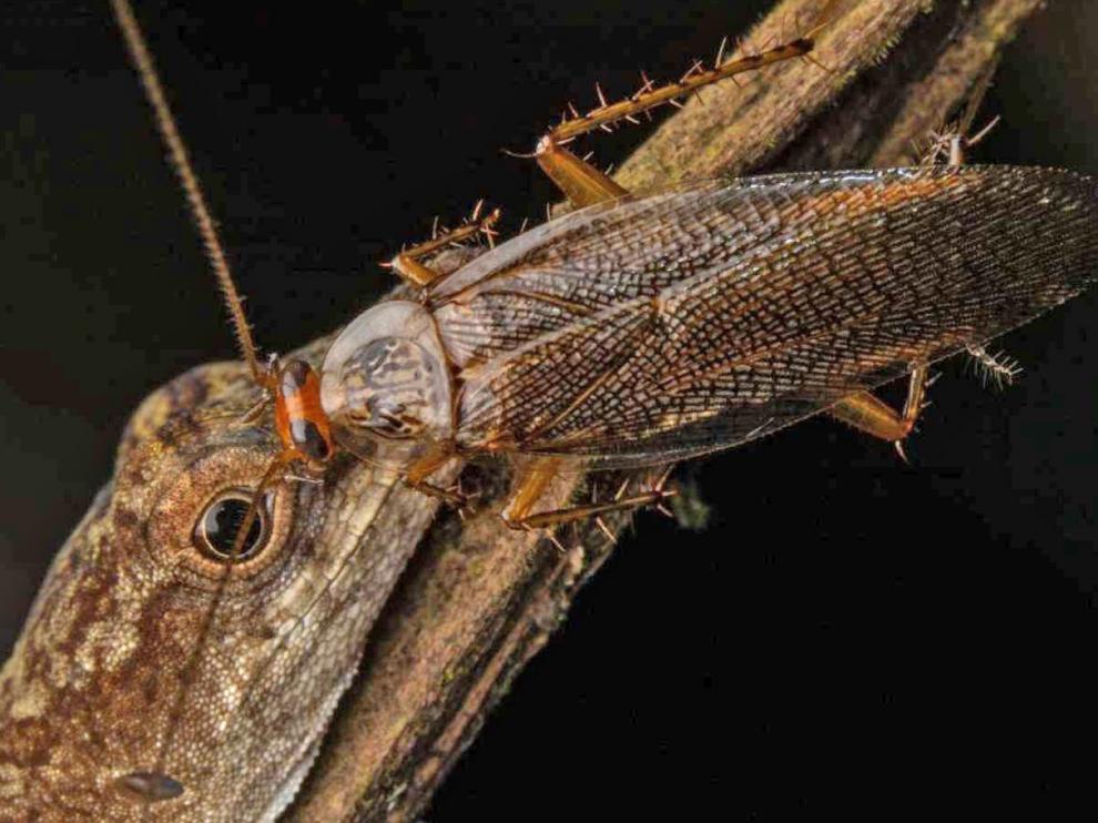 Fotografía de una cucaracha bebiendo las lágrimas de un lagarto en la Amazonía ecuatoriana