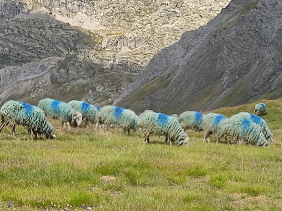 Ovejas en las proximidades del Ibón Tebarray, a más de 2.800 metros de altitud