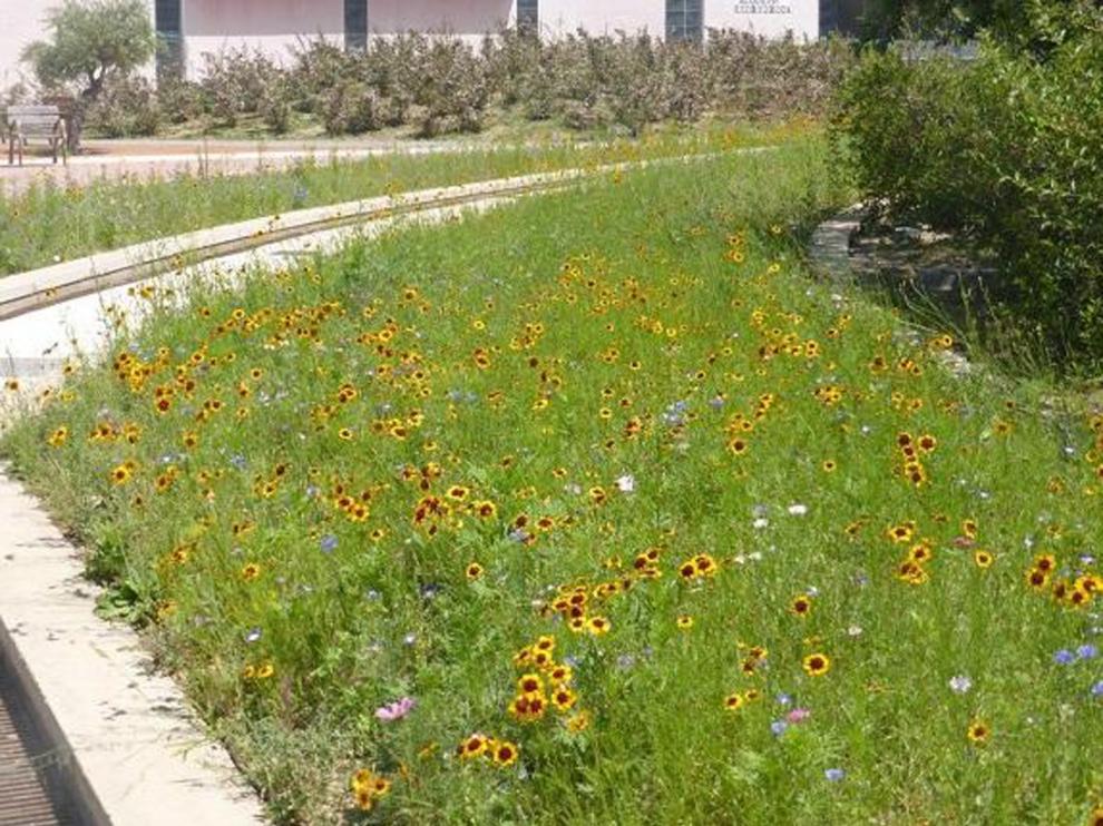 Isla de biodiversidad en el Polígono 41 de Huesca en plena floración