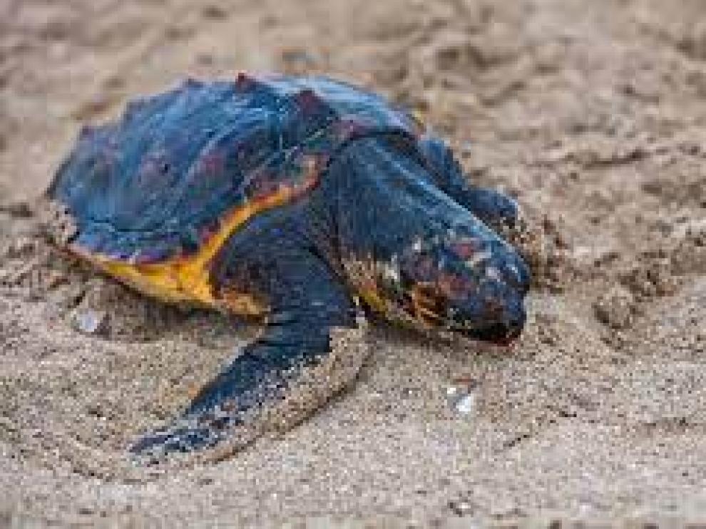 Imagen de tortuga boba