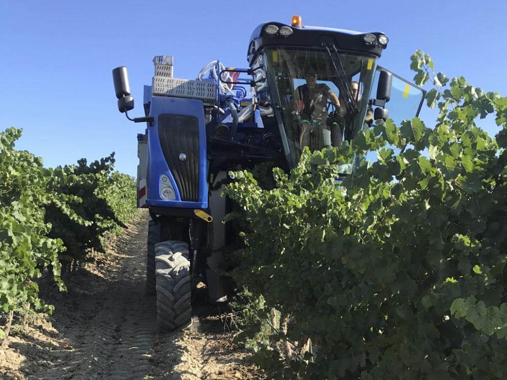 Labores de cosecha de la uva en esta temporada.