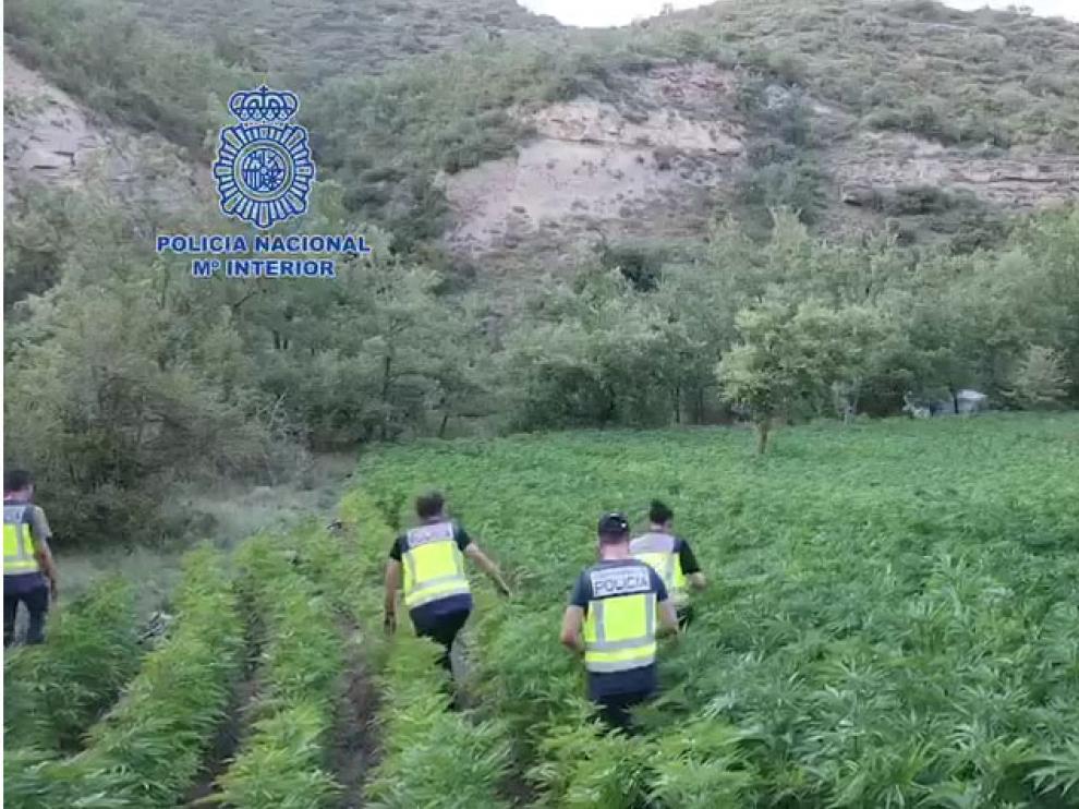 Agentes de la Policía Nacional inspeccionando una de las plantaciones.