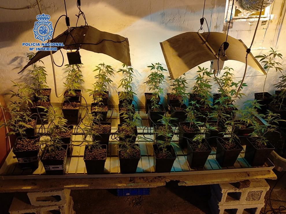 La Policía Nacional incauta más de 1700 plantas de marihuana en cinco plantaciones indoor y dos en terrenos de difícil acceso.