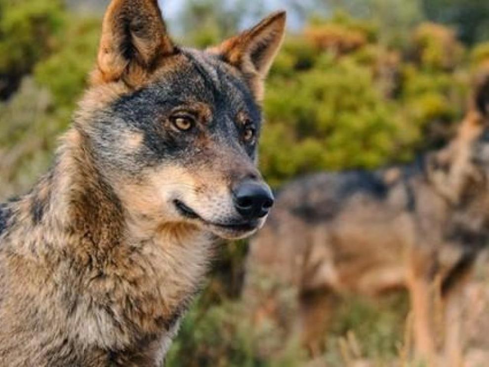Dos ejemplares de lobo