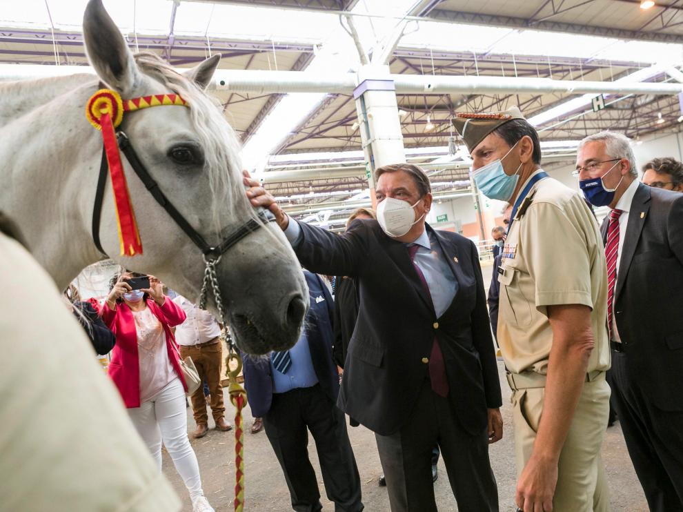 El ministro Luis Planas acaricia un caballo durante su visita de ayer a Figan.