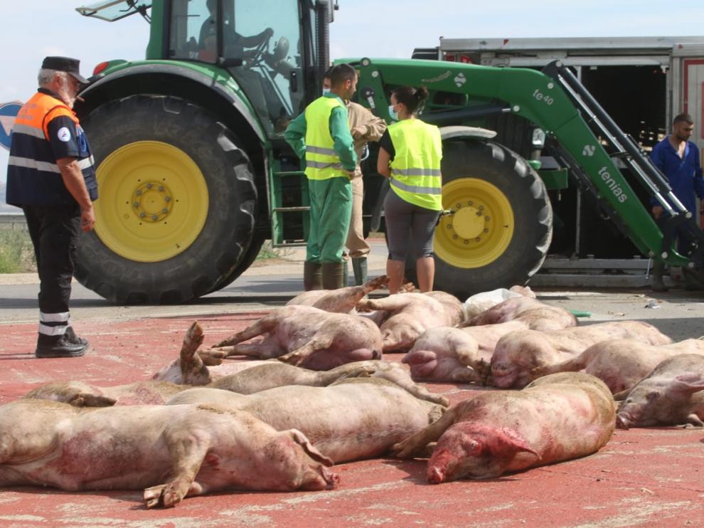 Imagen de algunos de los cerdos muertos como consecuencia del vuelco del camión.