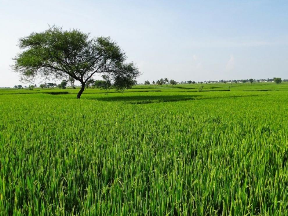 Campo de arroz