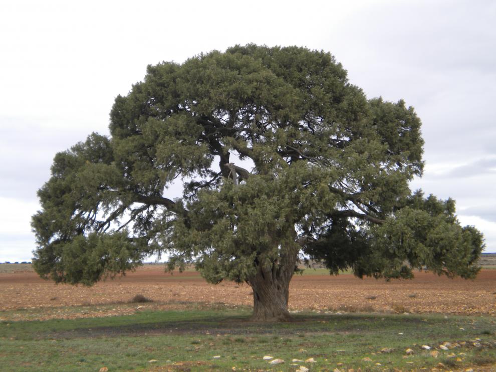 Sabina de Blancas.