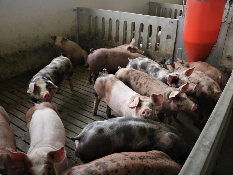 Los sectores porcino y avícola ya cuentan con un plan de bienestar animal que se busca extender a otras especies.