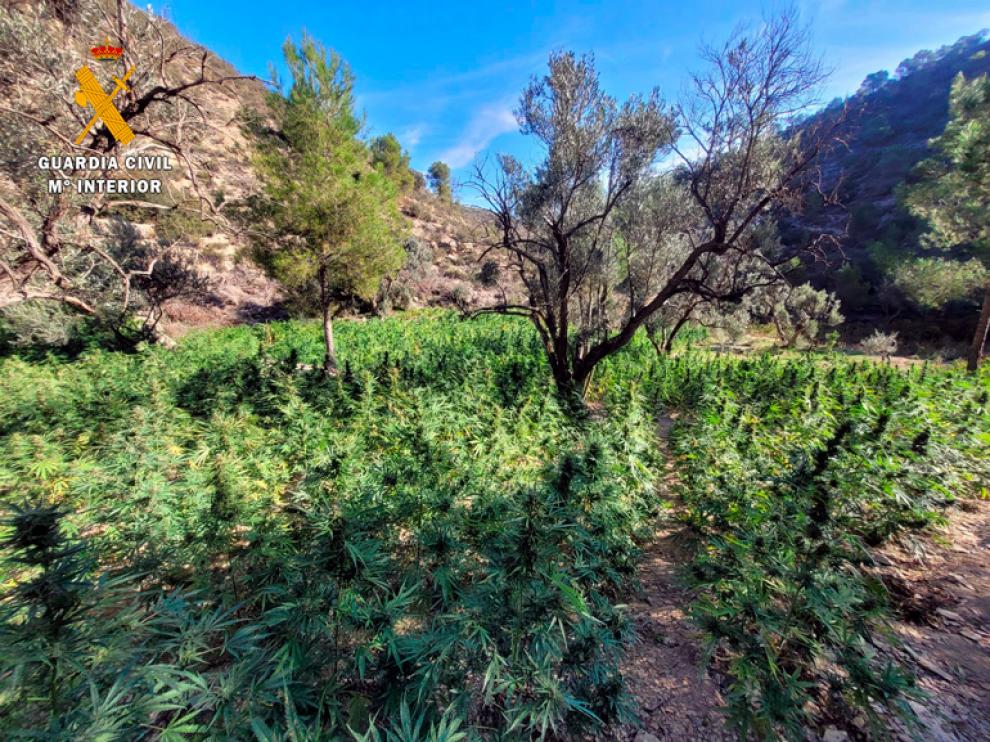 Más de 1500 plantas de marihuana aprehendidas en Fayón