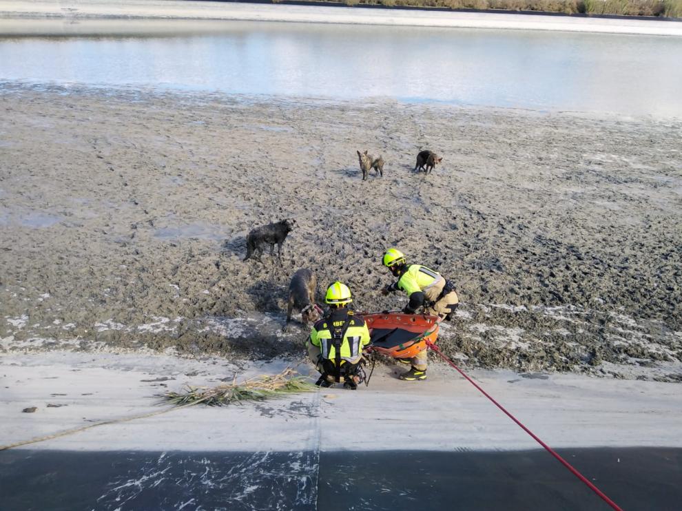 Labores de rescate de los perros en una balsa de Fraga.
