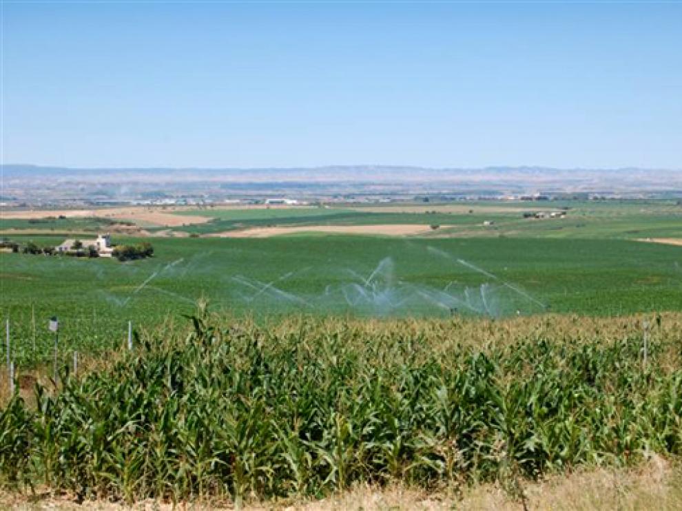 Campo que podría verse afectado por la creación de los parques eólicos.