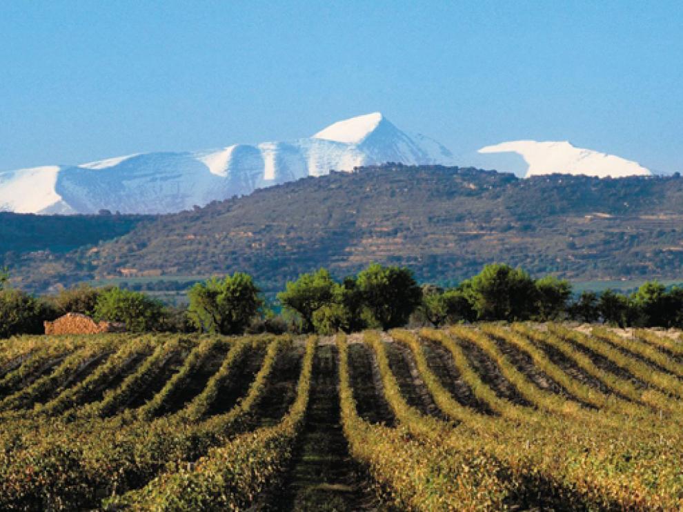 Viñedos de Viñas del Vero