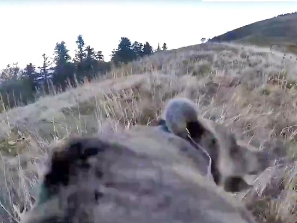 Imagen de una osa eslovena que fue introducida en el año 2018 en el Pirineo francés.