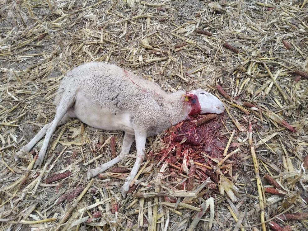 Una de las reses de muertas, en Torralba de Aragón