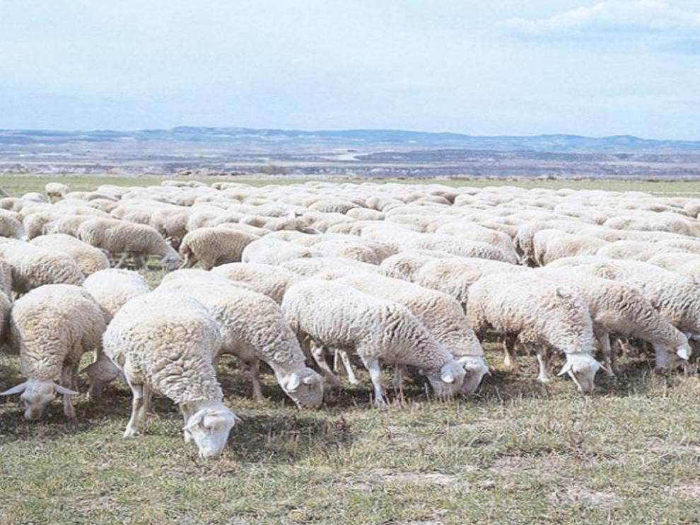 Rebaño de ovejas de Rasa Aragonesa, raza adscrita a Ternasco de Aragón.