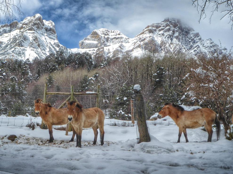 Ejemplares de Caballo Przewalski, única especie salvaje de caballo que queda en la actualidad.