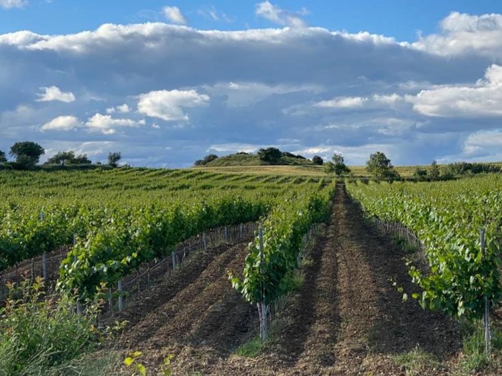 Viñedos en El Ariño.