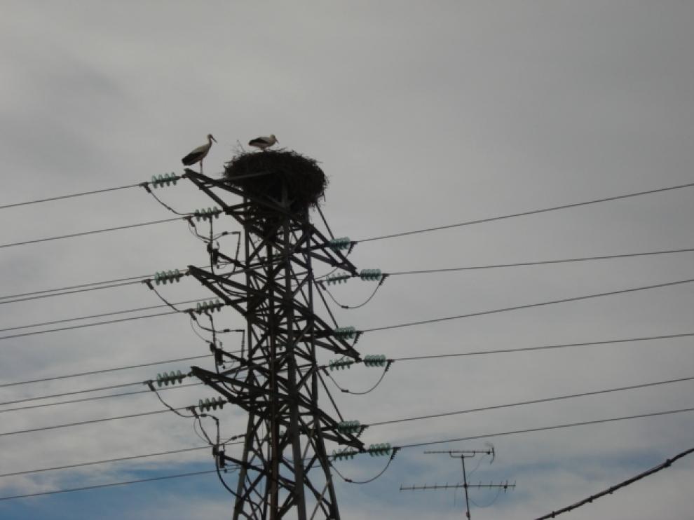 Endesa achaca los cortes eléctricos en el municipio de Lupiñén-Ortilla a las cigüeñas.