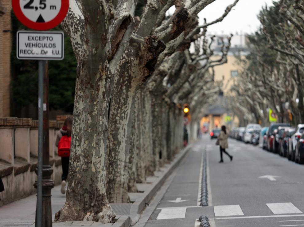 Un informe avisa otra vez del mal estado de estos árboles pero “no revisten peligro”, afirma el Concejo.