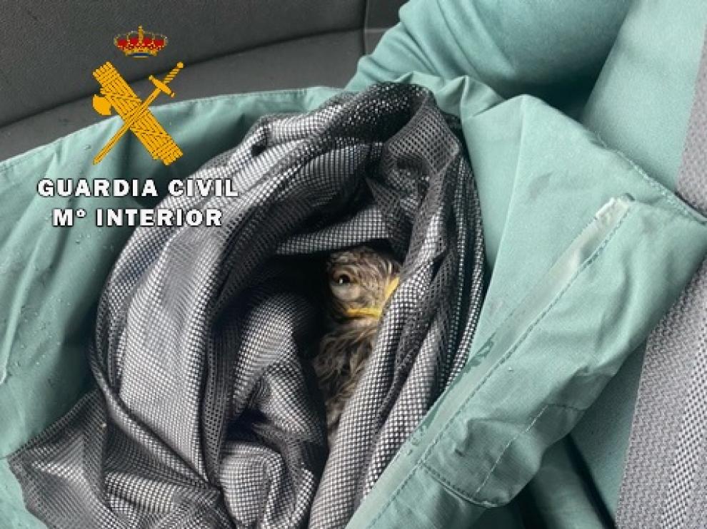 Imagen del animal, dentro del vehículo de la Guardia Civil, tras ser rescatada.