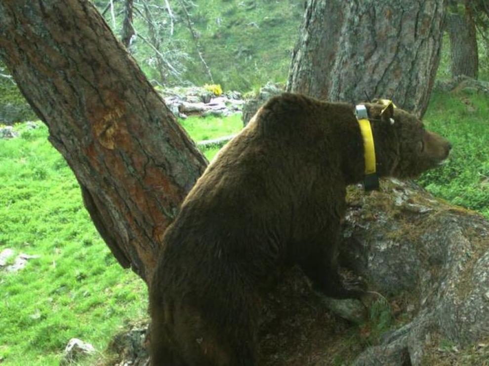 Imagen del oso Goiat, cuya retirada del valle del Chistau pidieron los ayuntamientos.