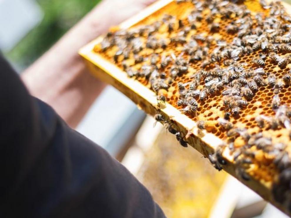 El proyecto Techoney quiere mejorar el posicionamiento de los pequeños productores de miel en mercados locales e internacionales.