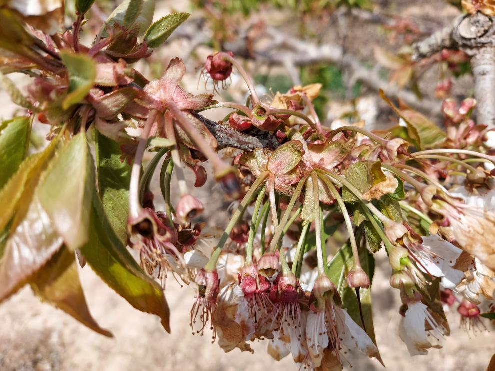 Daños en un cerezo en La Hoya de Huesca afectado por las heladas a principios de abril.