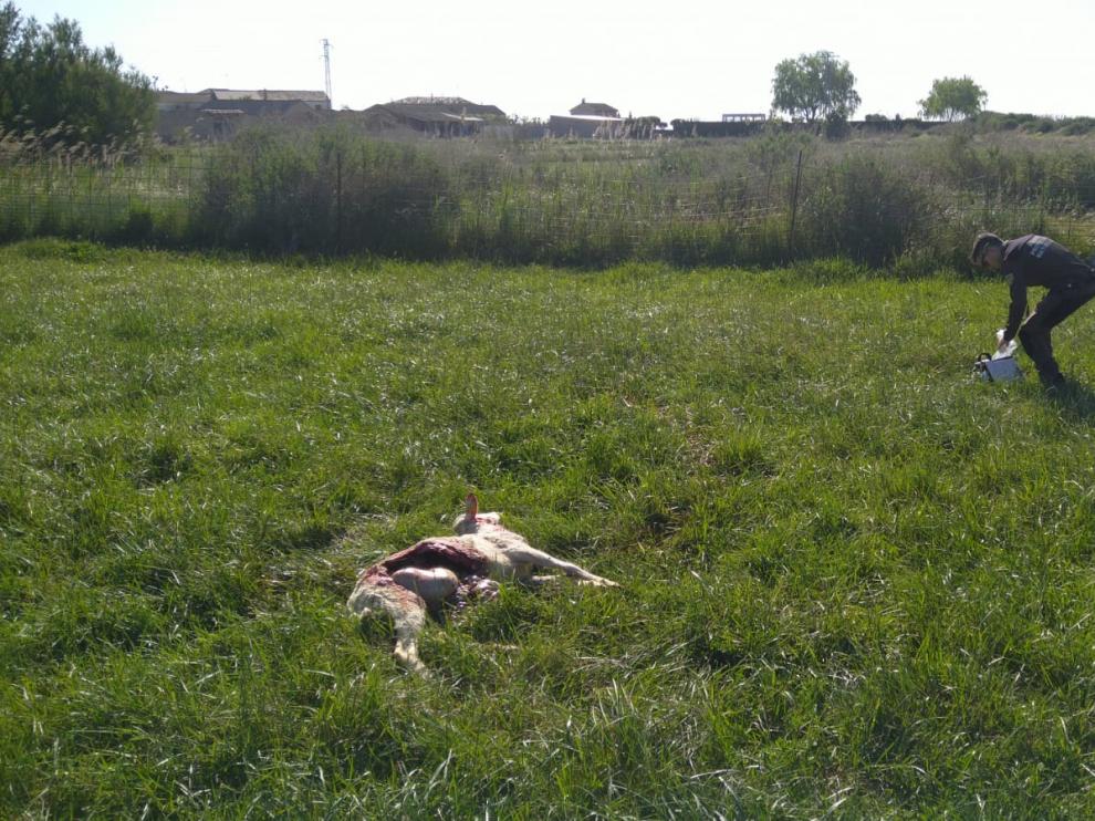 Imagen de una de las ovejas muertas en el ataque.