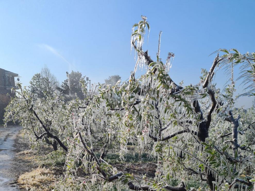 Daños por heladas en una explotación de frutales de la provincia a principios del pasado mes de abril.