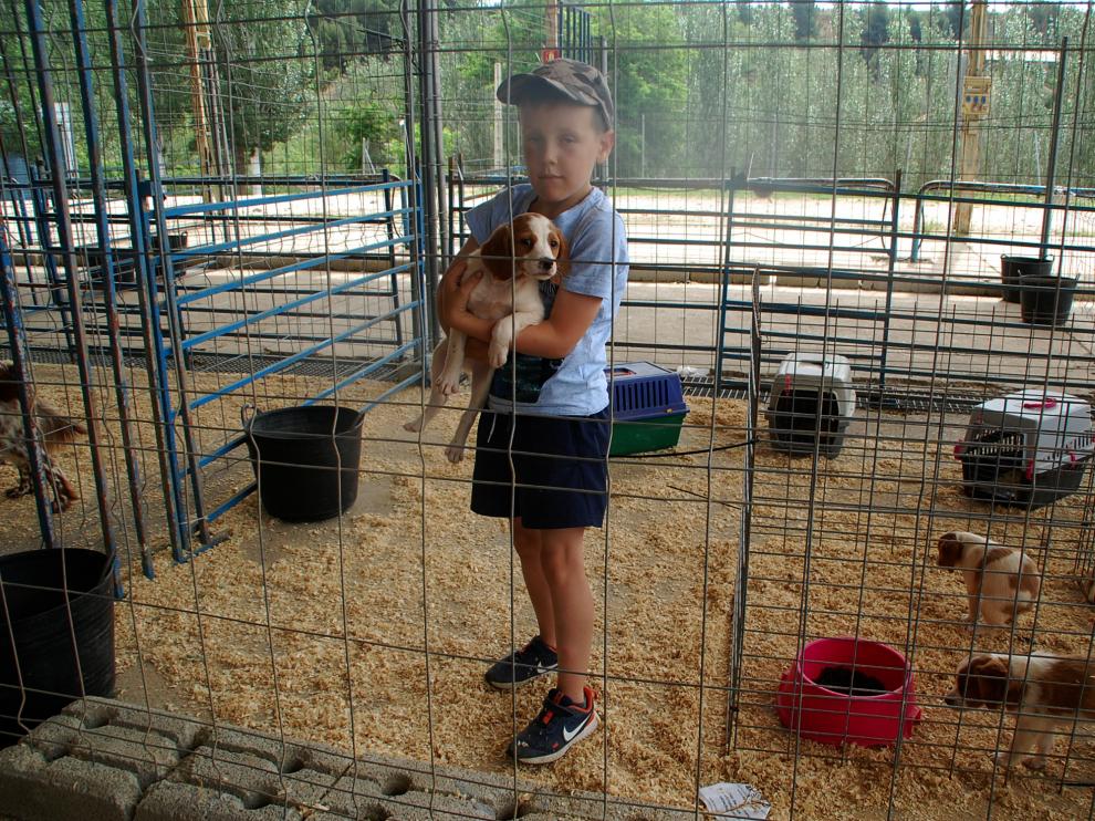 La exhibición de perros ha estado muy concurrida en todo momento.