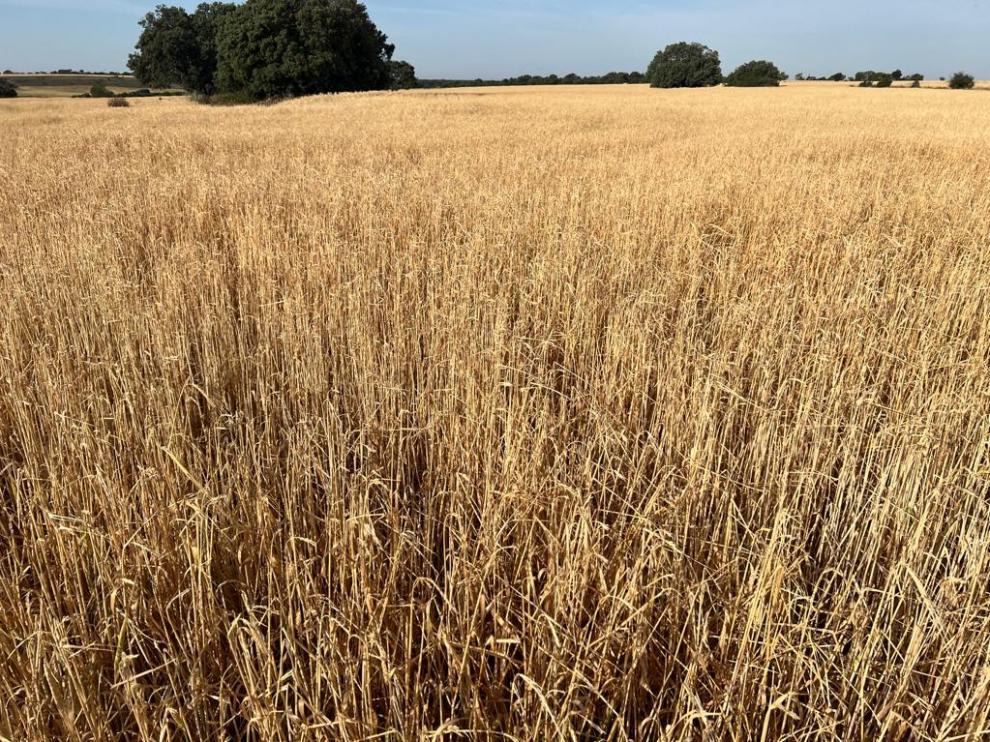 Cultivos de cereal sin espigas afectados en la zona de Lagunarrota.