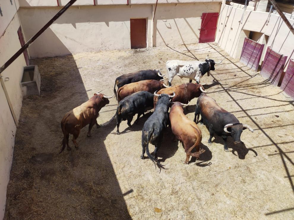 Los toros que se lidiaron en la corrida del día 13 descansando en los corrales de la plaza de Huesca.