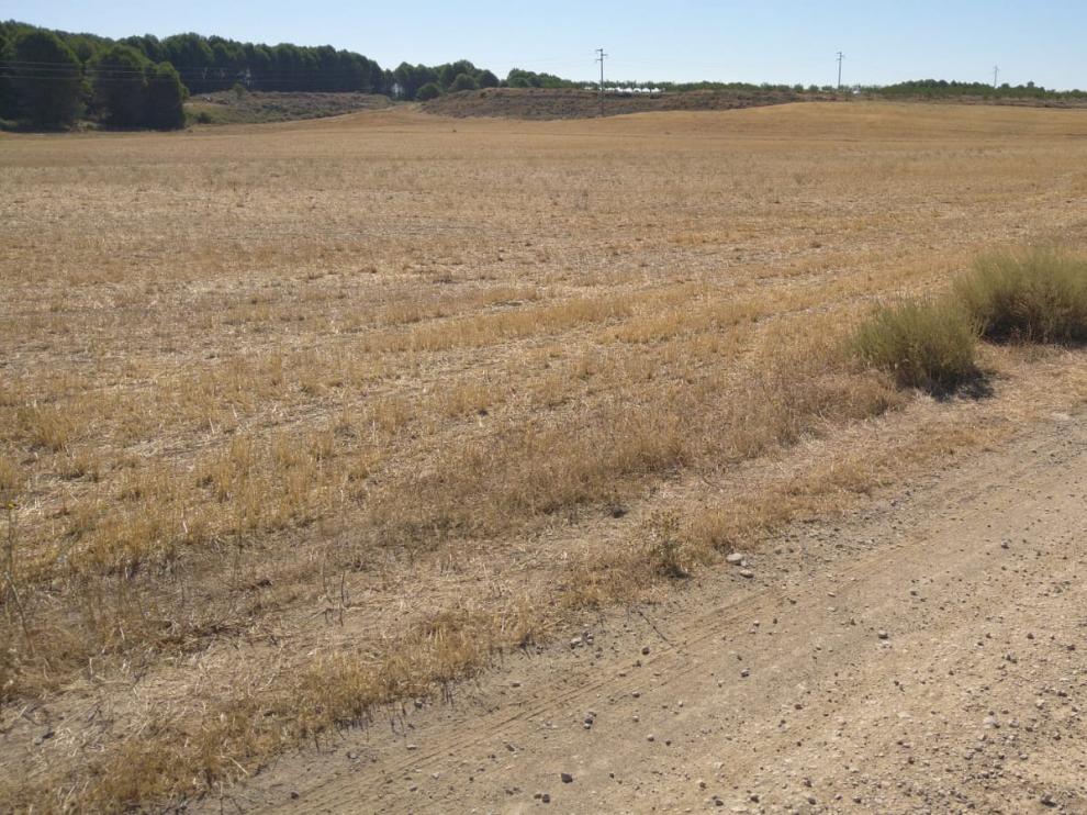 Estado que presenta un campo de Torralba de Aragón por la falta de lluvias.