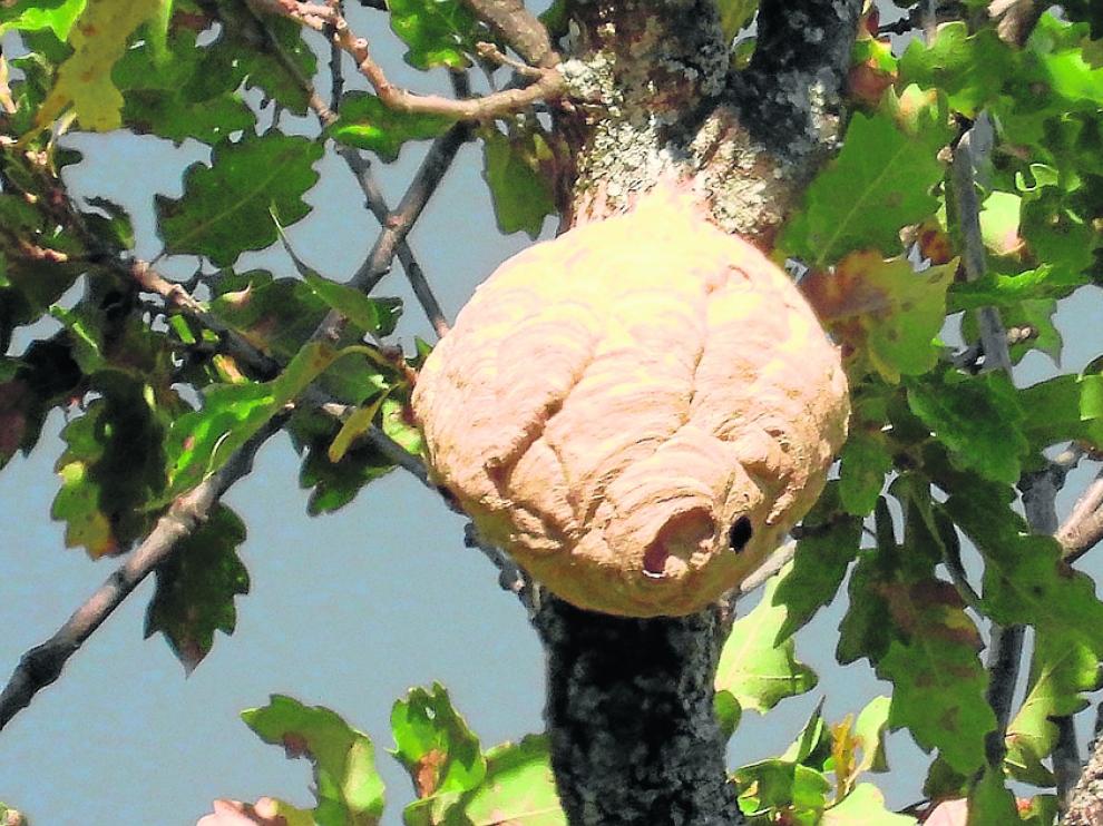 Nido de avispa asiática localizado en un árbol de Oncins que será destruido este jueves.