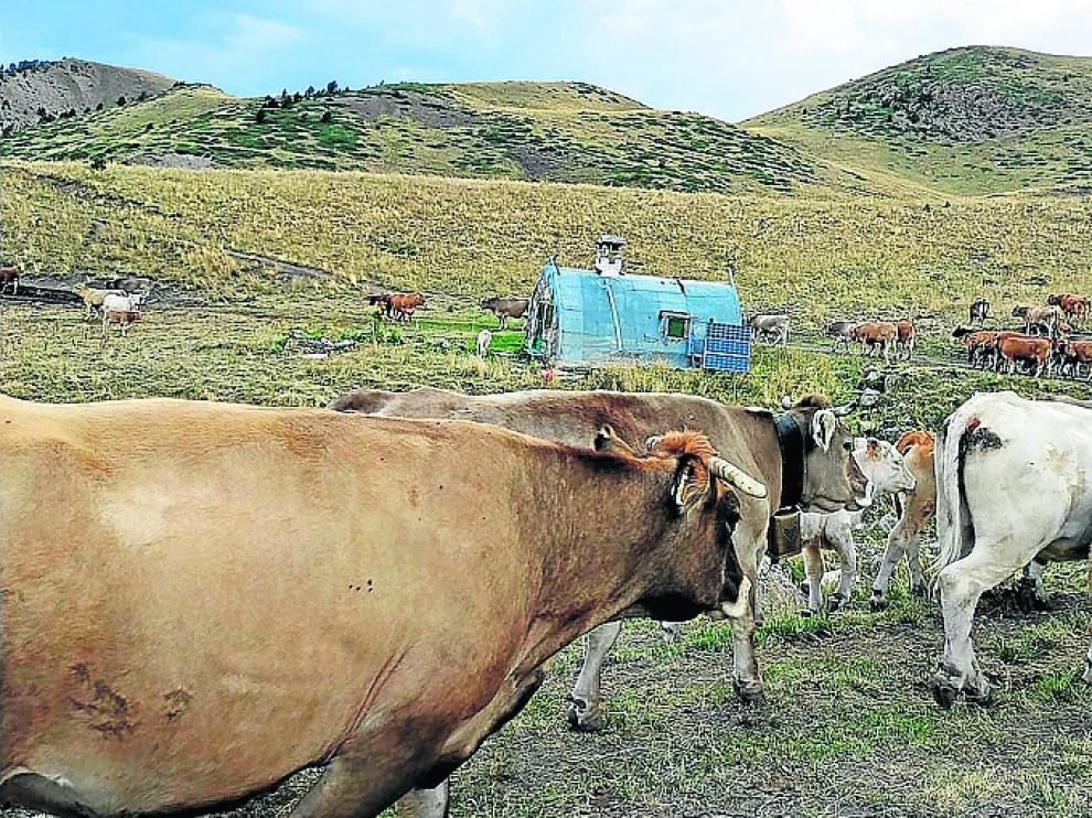 Las vacas comenzarán su traslado desde el Valle de Ardonés