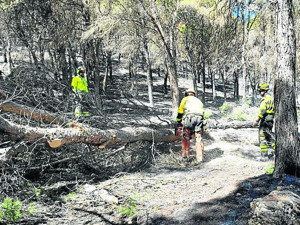 Cuadrillas terrestres de Infoar actúan en la limpieza de la masa forestal dañada en el Moncayo.
