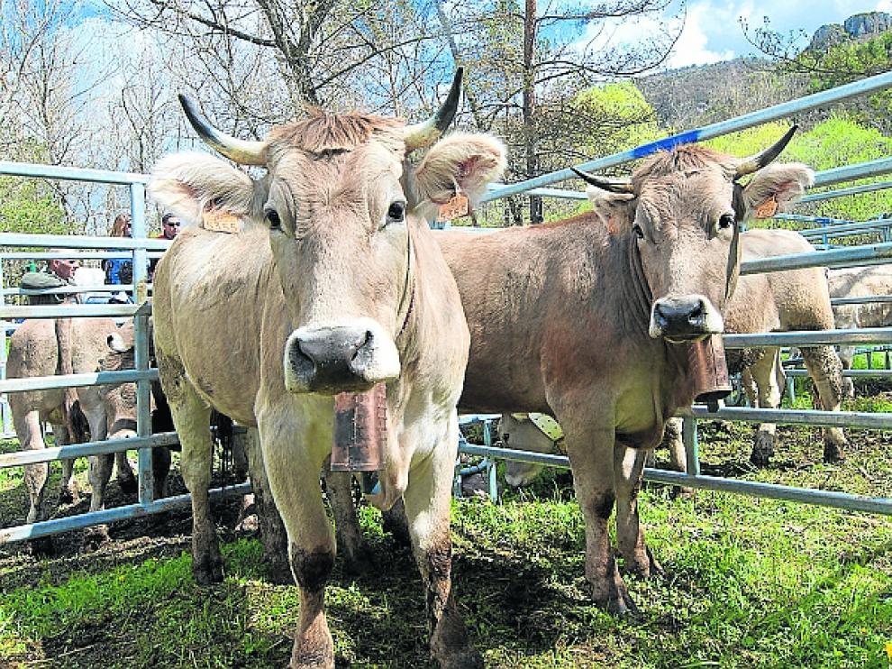 Cabezas de ganado expuestas en la Feria de la Trobada durante ediciones pasadas.